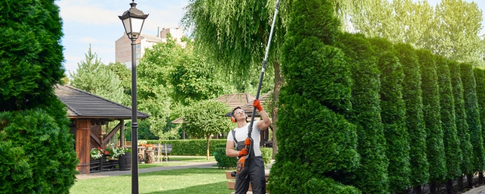 Tree Service Irvine CA