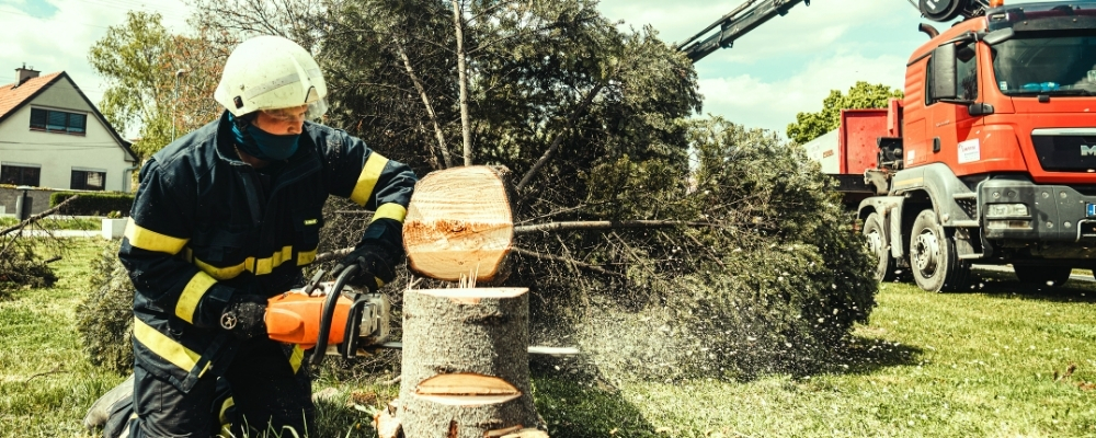 Tree Service Newport Beach