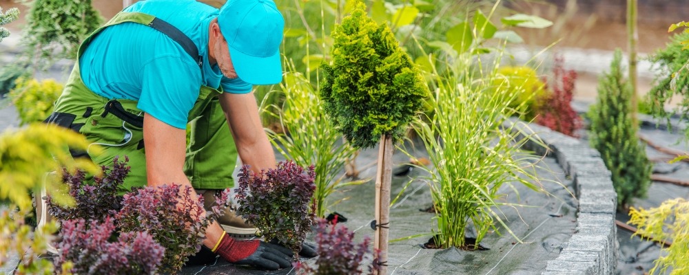 low cost drought tolerant landscaping