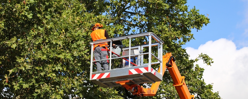 tree services anaheim