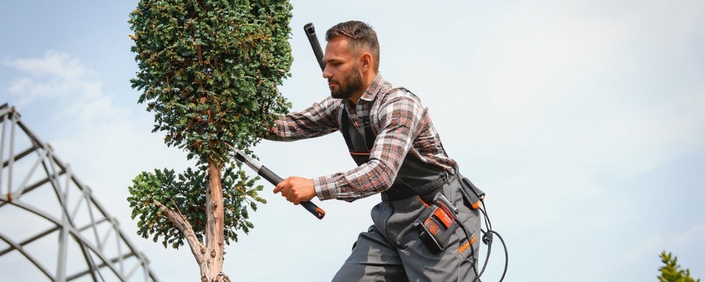Huntington Beach Tree Service: Expert Tree Selection and Landscape Integration