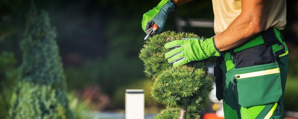 Tree Services Orange County, CA: Expert Trimming, Planting & Removal